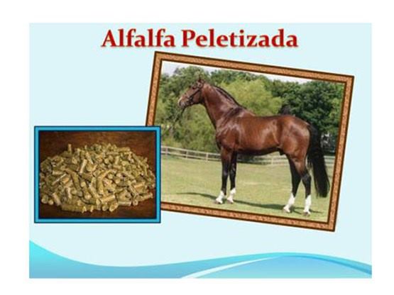 alfalfa-peletizada