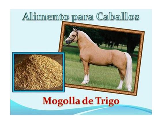 mogolla-trigo