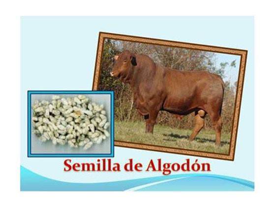 semilla-algodon